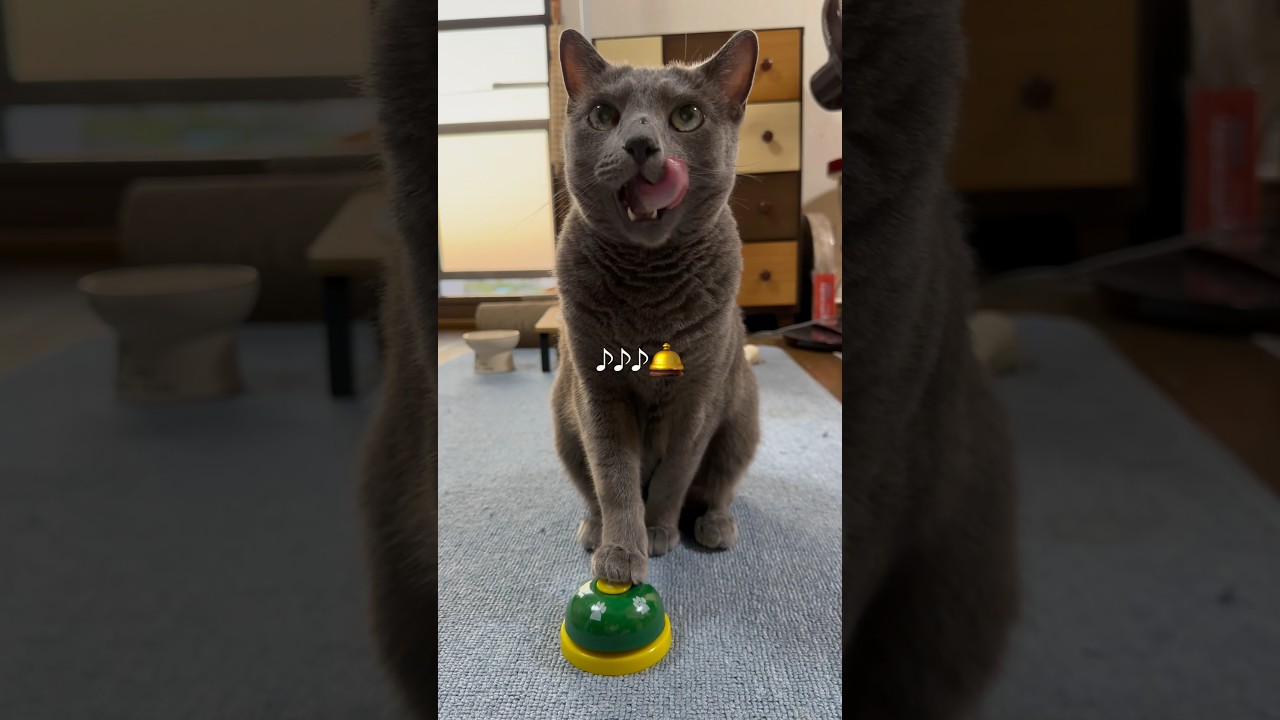 【ロシアンブルー】めろん新しい週の始まり...鼻の頭なぜか濡れてる🤭【猫】#shorts