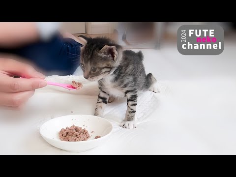 初めてのご飯に感動の瞬間！声が出ちゃうほど可愛い子猫【保護子猫】