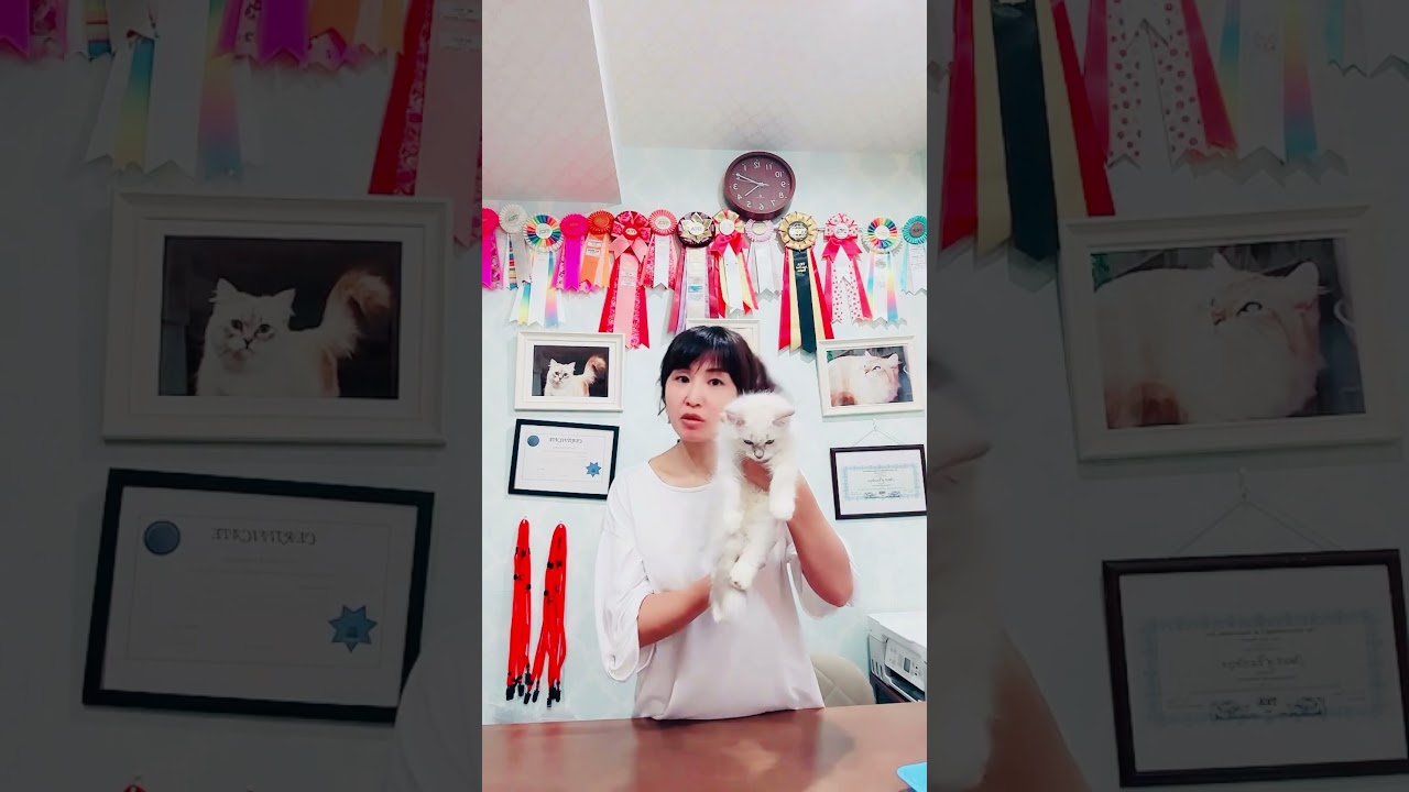 8/16 モカのフライデー　 #サイベリアン サイベリアンの#子猫 のご紹介ライブを配信しました！本日は台風🌀イベント？！進藤ブリーダーも出演の楽しいライブです😻