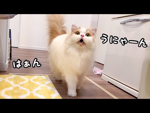心配した愛猫がうにゃうにゃ話しかけてきました..！