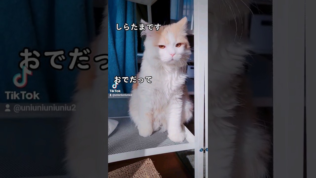 【子猫】愛を知るねこ#ラガマフィン #猫動画 #cat #shorts