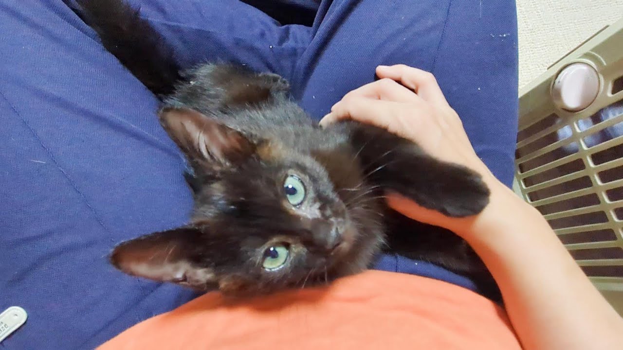 野良時代に寂しかったのか人間から離れたくない子猫！