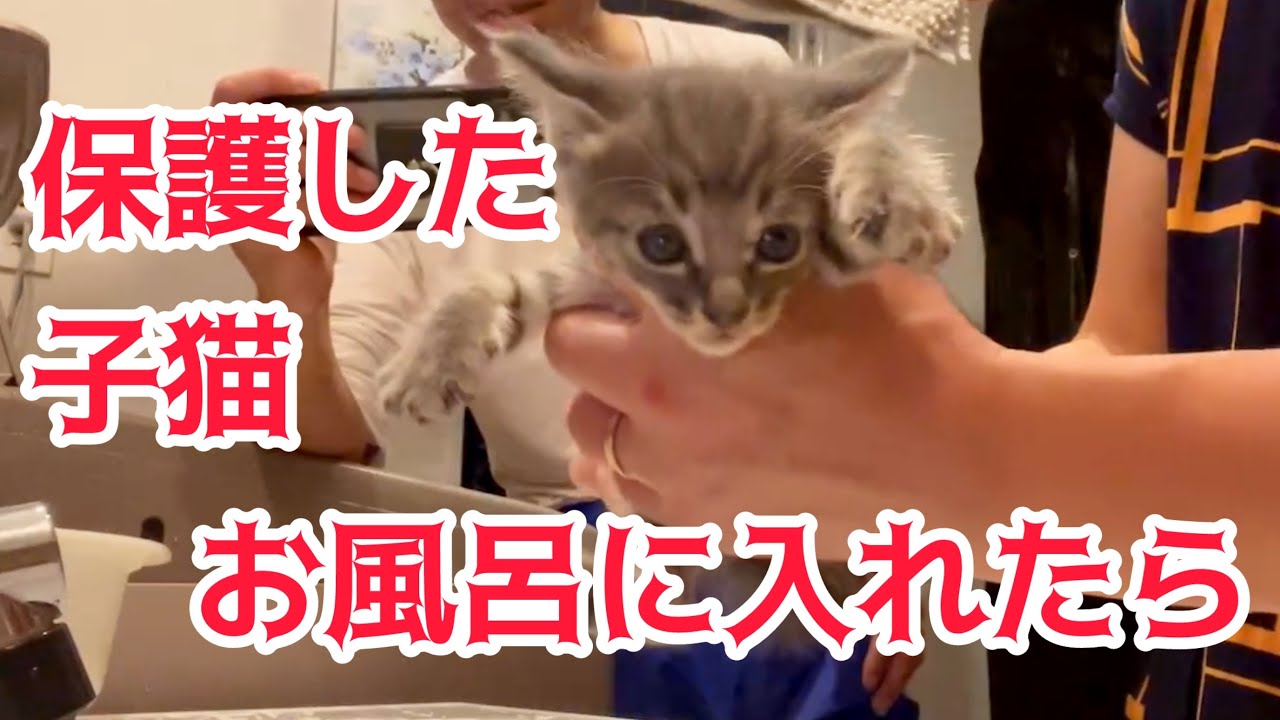 保護した子猫お風呂に入れたら…‼️
