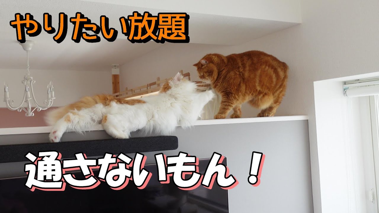 【スコティッシュフォールド】猫ちゃんの意地悪を覗き見！ #通せんぼ#なかよし猫