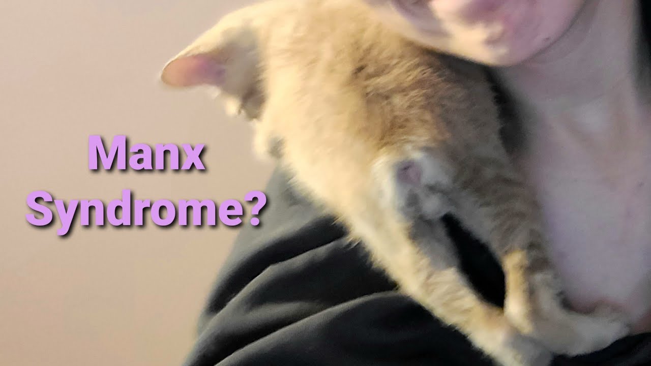 What is Manx Syndrome in Cats