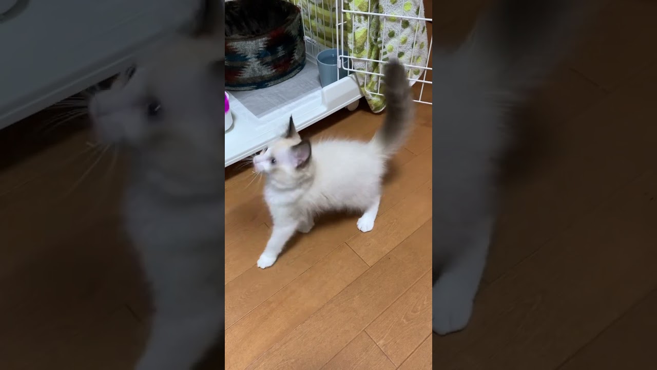 子猫のラグドールと猫じゃらし2