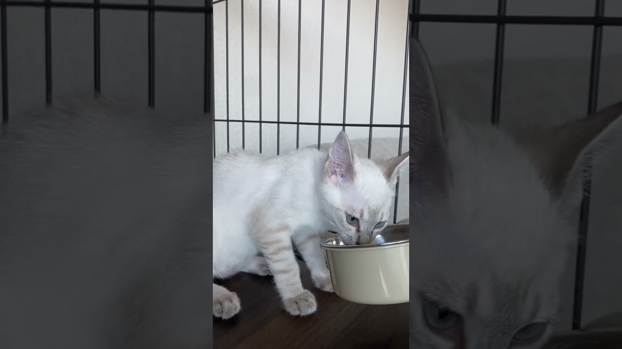 お外気になるけど食べる！　#元保護猫　#シャムトラ　#シャムミックス　#cat #猫耳 #kitten #シャムmix  #子猫 #猫耳