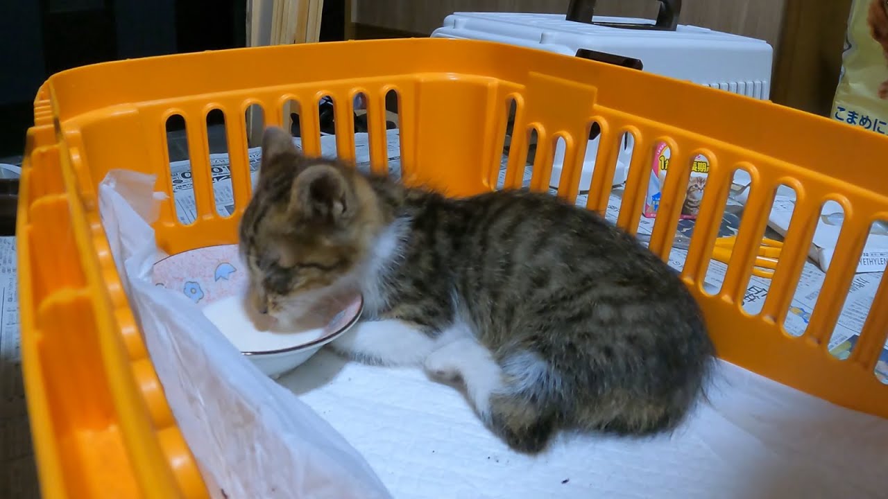 子猫を保護　３日間 雨に濡れお母さんを待ち続けてました