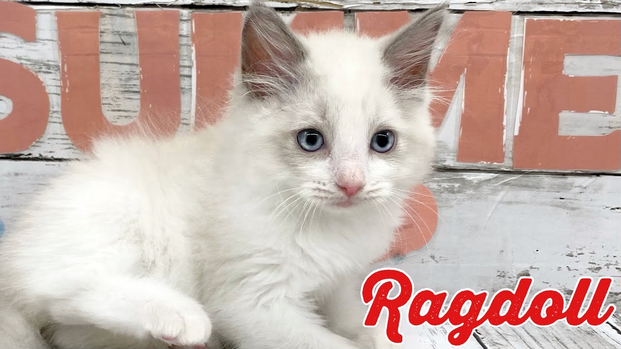 【NEW☆FACE】全力で猫じゃらしを捕まえるラグドールくん！