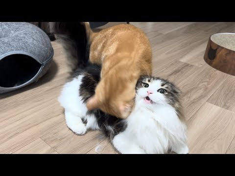 兄猫に何度もちょっかいを出したら怒られて喧嘩に発展しました…