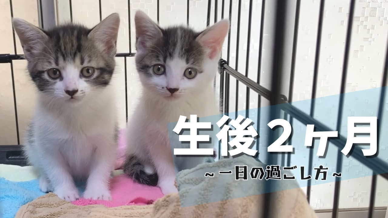 生後２ヶ月になる可愛い子猫たちの１日はこんな感じです