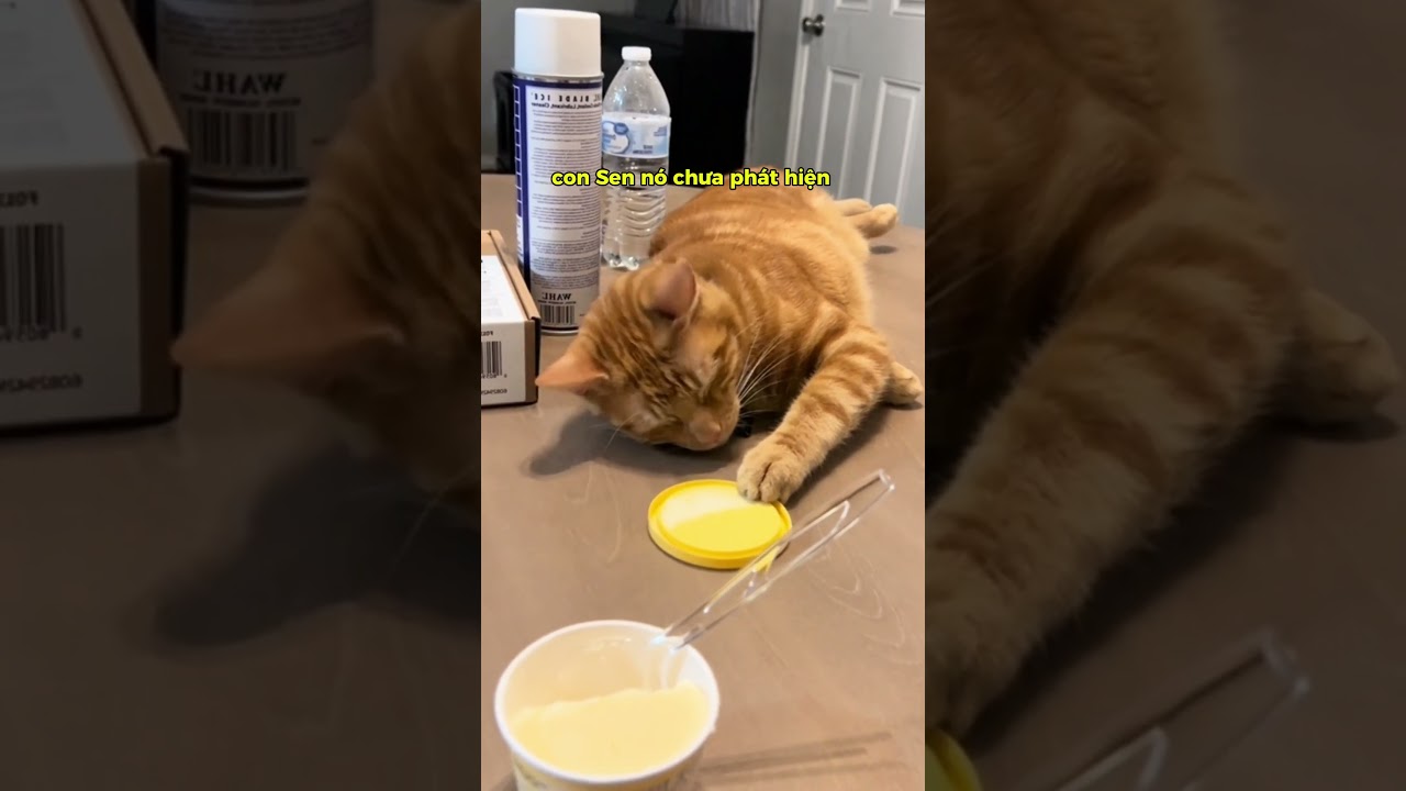 Khi Mèo Kam hóa diễn viên hạng A | Bác Sĩ Trung