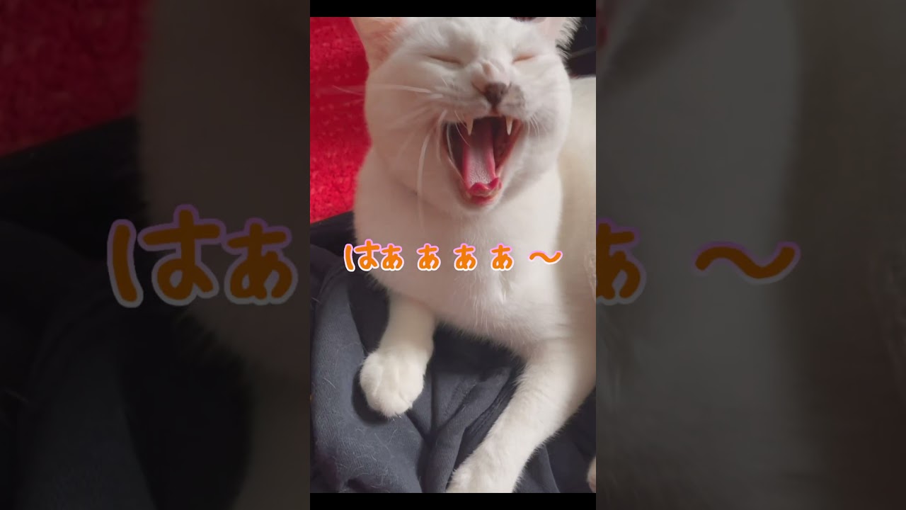 弟猫のおっさんみたいなあくび集
