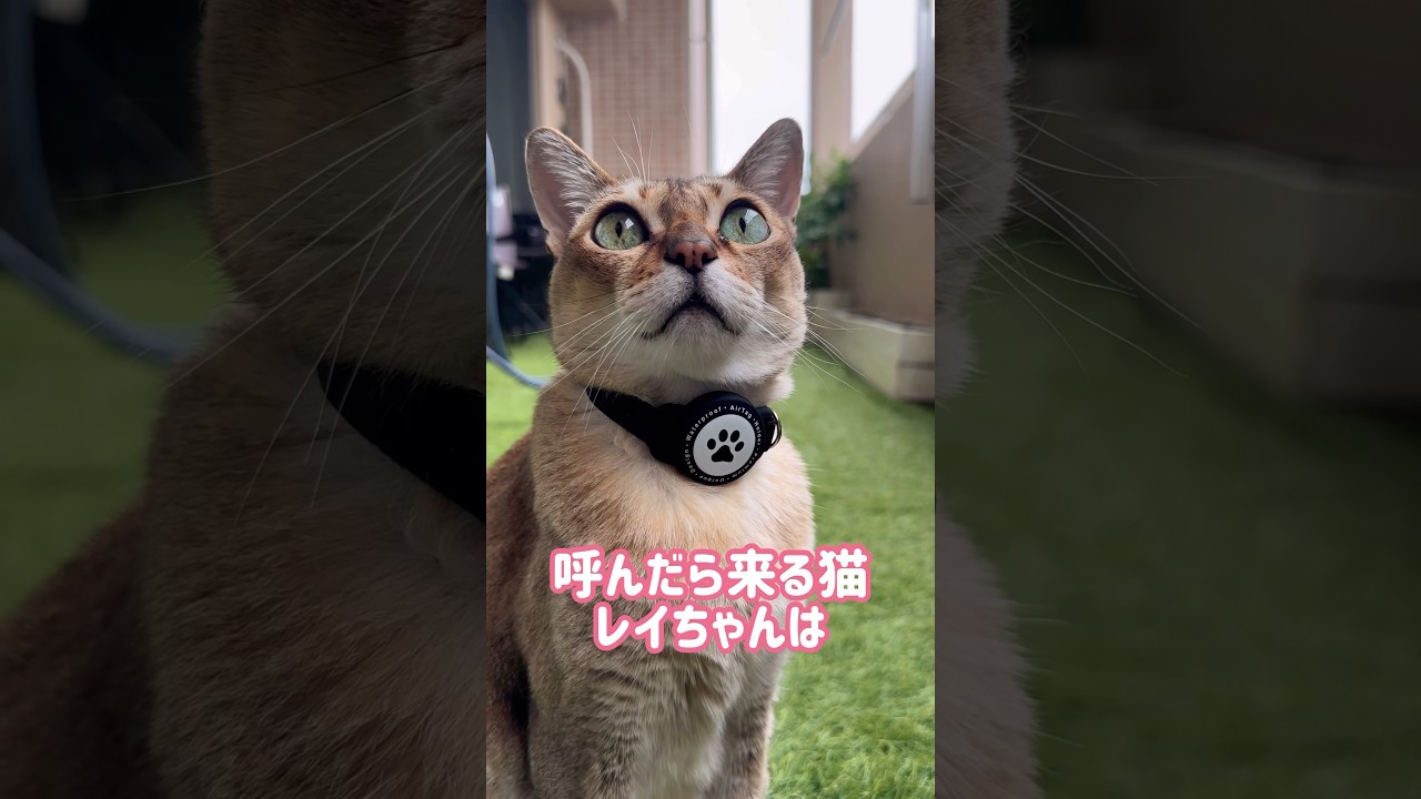 ベランダが好きなレイちゃん #シンガプーラ #cat #shorts