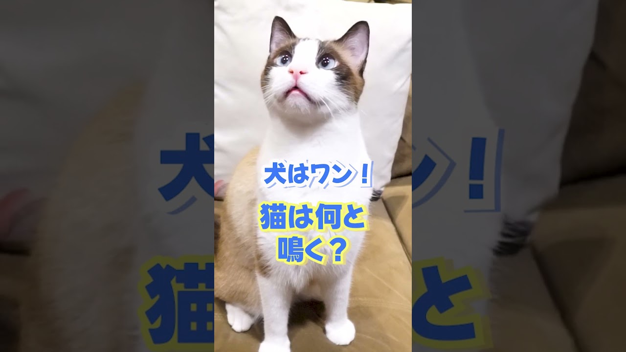 クイズ、チュールでドン!! #shorts #スノーシュー猫 #snowshoecat