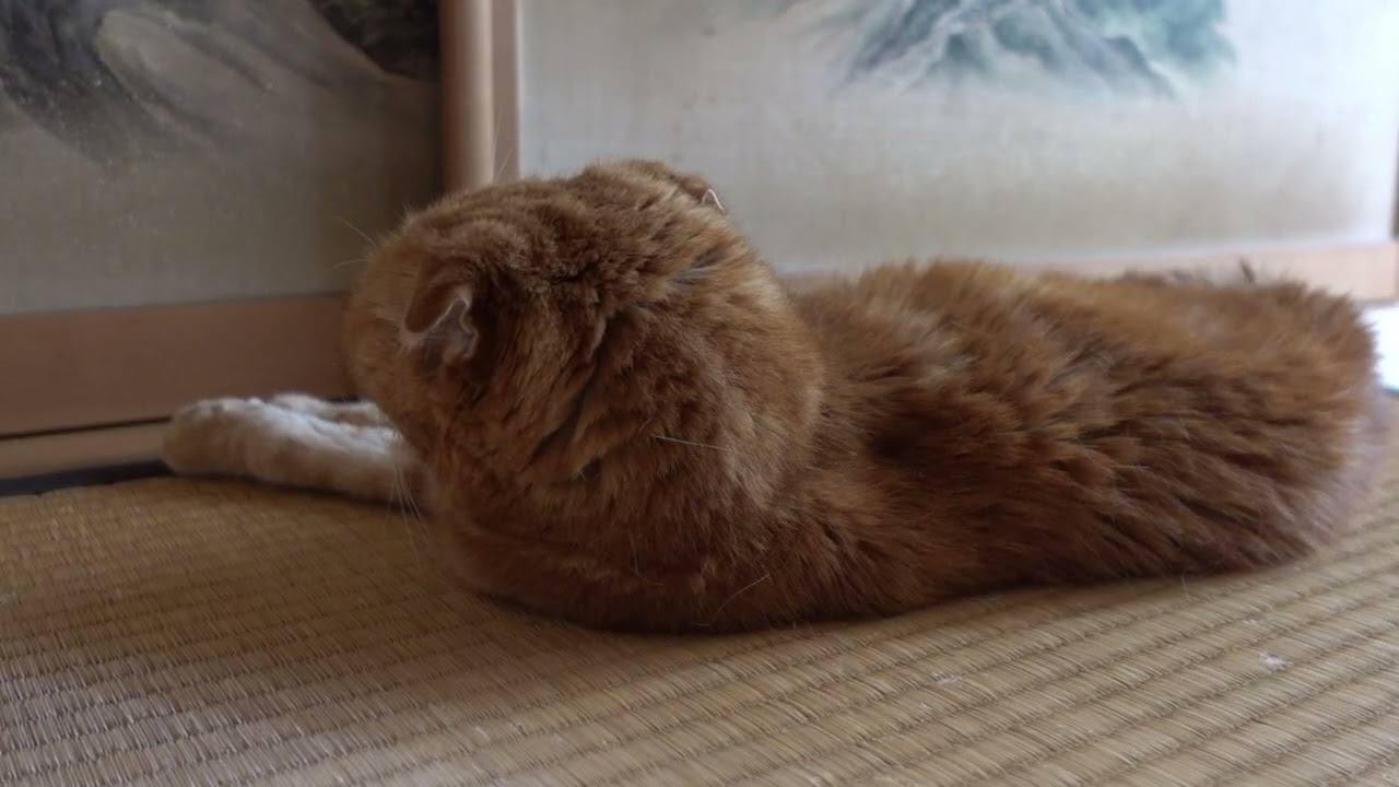くつろぐ社長 Relaxing president #猫 #スコティッシュフォールド #猫動画 #cat #scottishfold #catvideos
