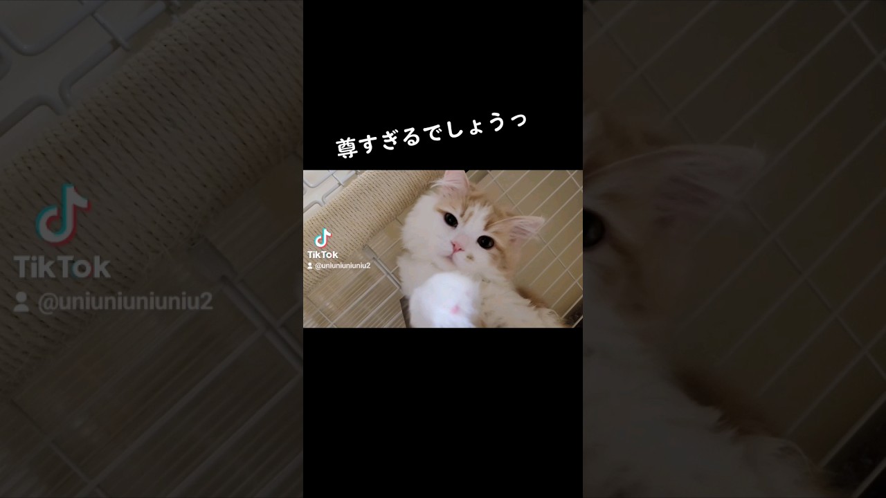 【子猫】らびゅい猫 #ラガマフィン #猫動画 #cat #らびゅいっ