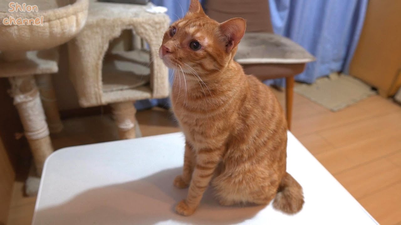 テレビ好きな猫が夢中で見ていた番組がまさかの… ＆ ショート動画始めました！