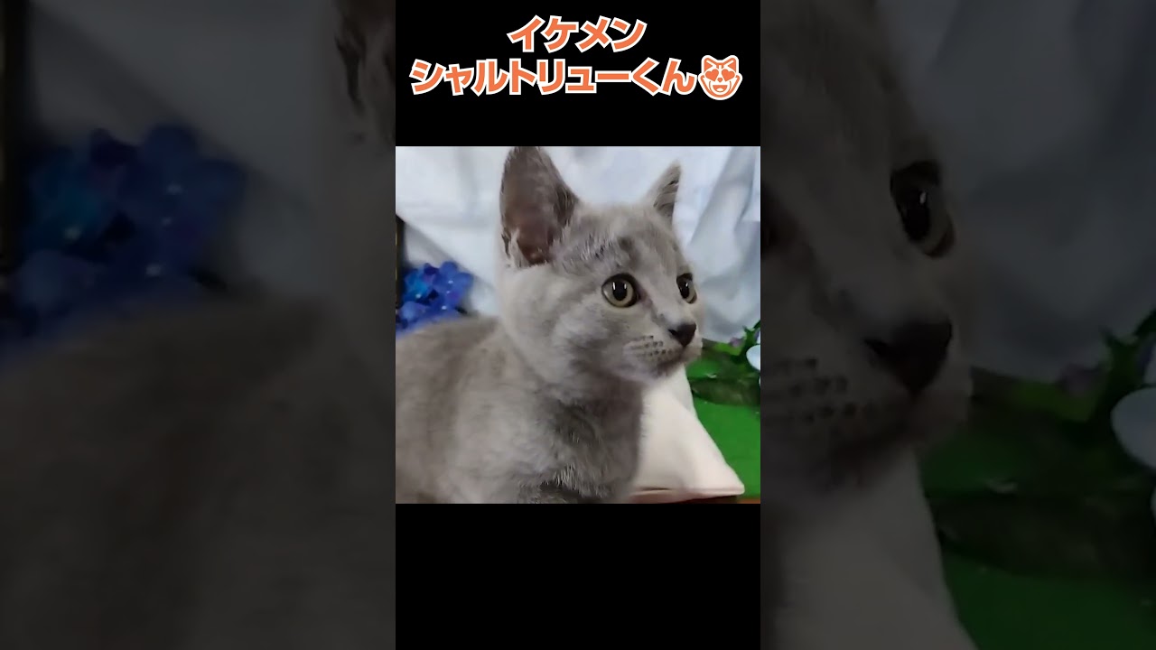 かわいい猫紹介 イケメンシャルトリューくん😺【横浜ペットショップ ベルドック】#shorts #猫動画 #猫のいる暮らし
