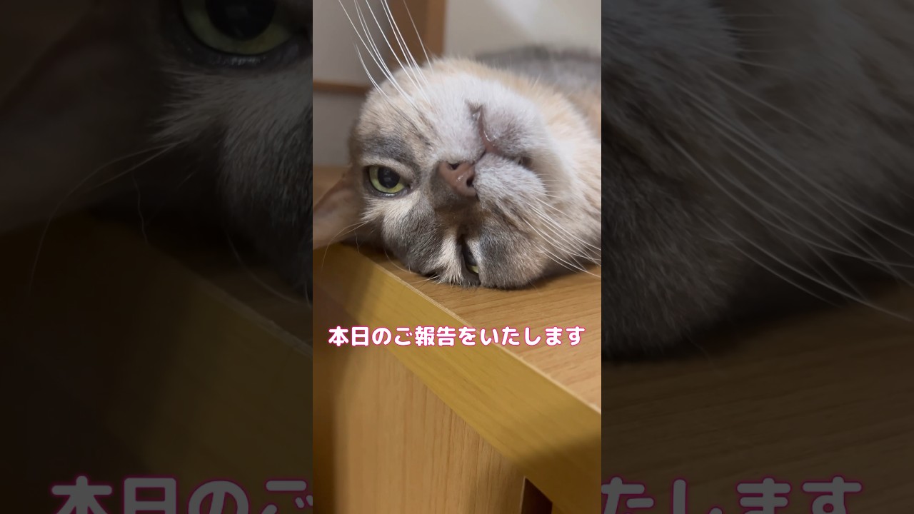 本日のご報告をいたします #shorts #アビシニアン #cat