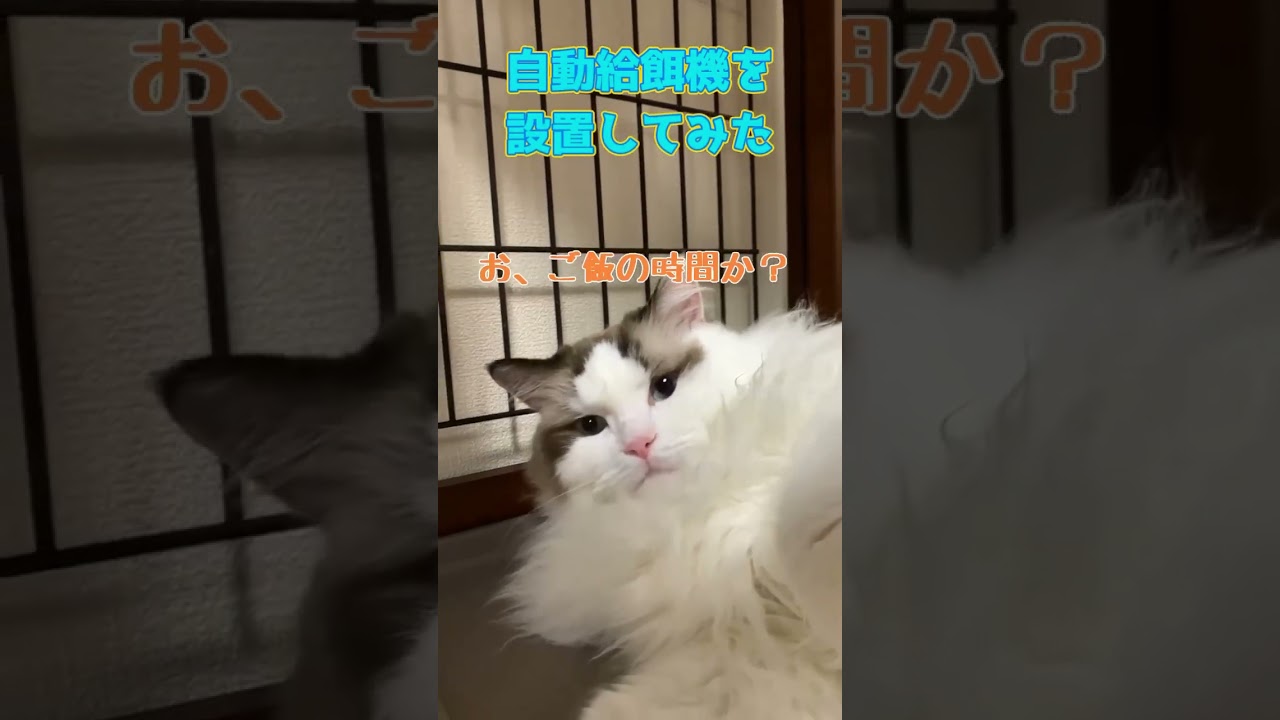 ここから動かなくなった猫😂 #猫 #cat #ラグドール #猫のいる暮らし #shorts