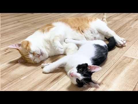 先住猫と保護子猫が過ごす最後の日