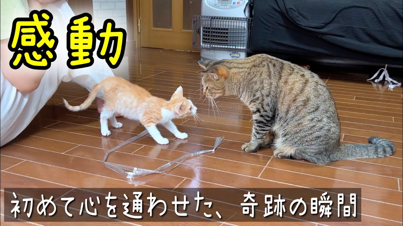 【感動】子猫と先住猫が初めて心を通わせた奇跡の瞬間