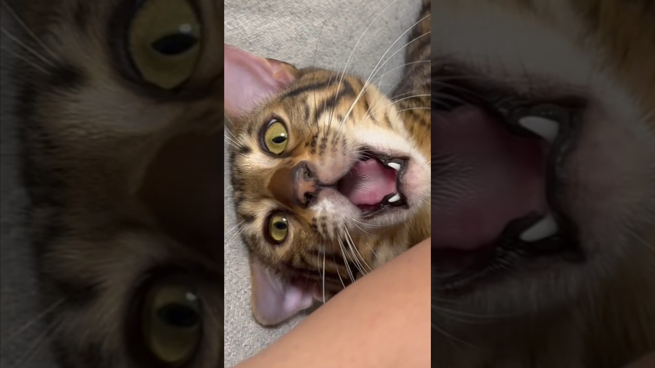 何がなんでも絶対噛むマン猫 #cat #ベンガル #猫
