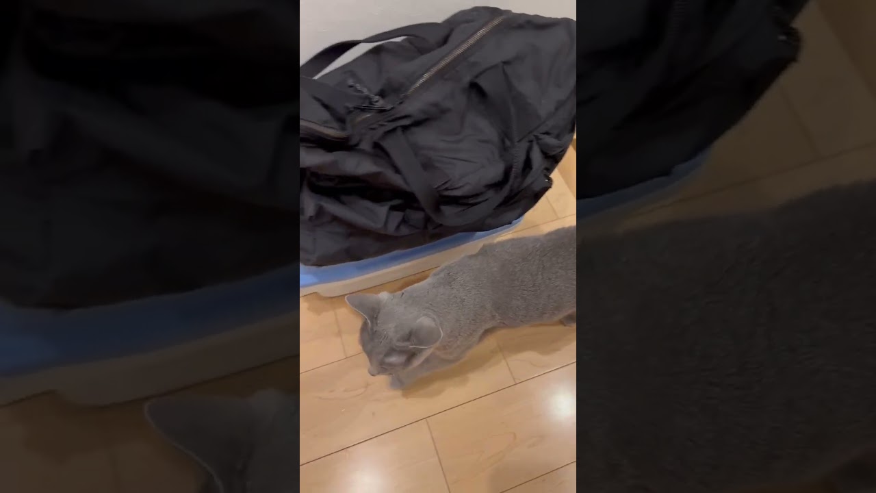 Looking for something #cat #ねこねこ #catbaby #cute #猫 #catkitten #kitten #catlover