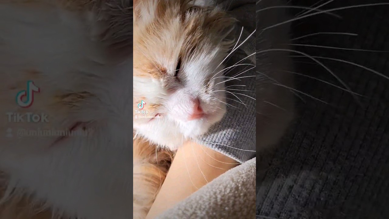 【子猫】7ヶ月になりました #ラガマフィン #猫動画 #cat #shorts #子猫