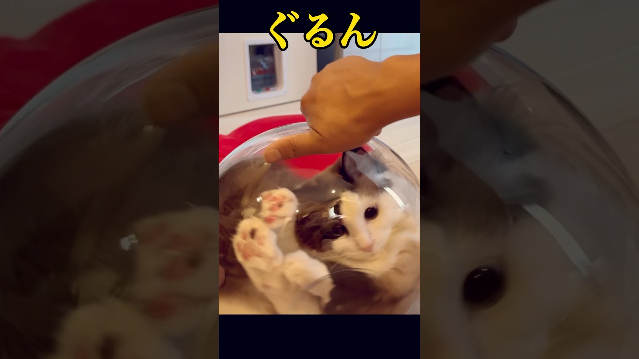 【猫動画】ネコは液体😈#shorts #cat #猫 #ラグドール＃猫は液体