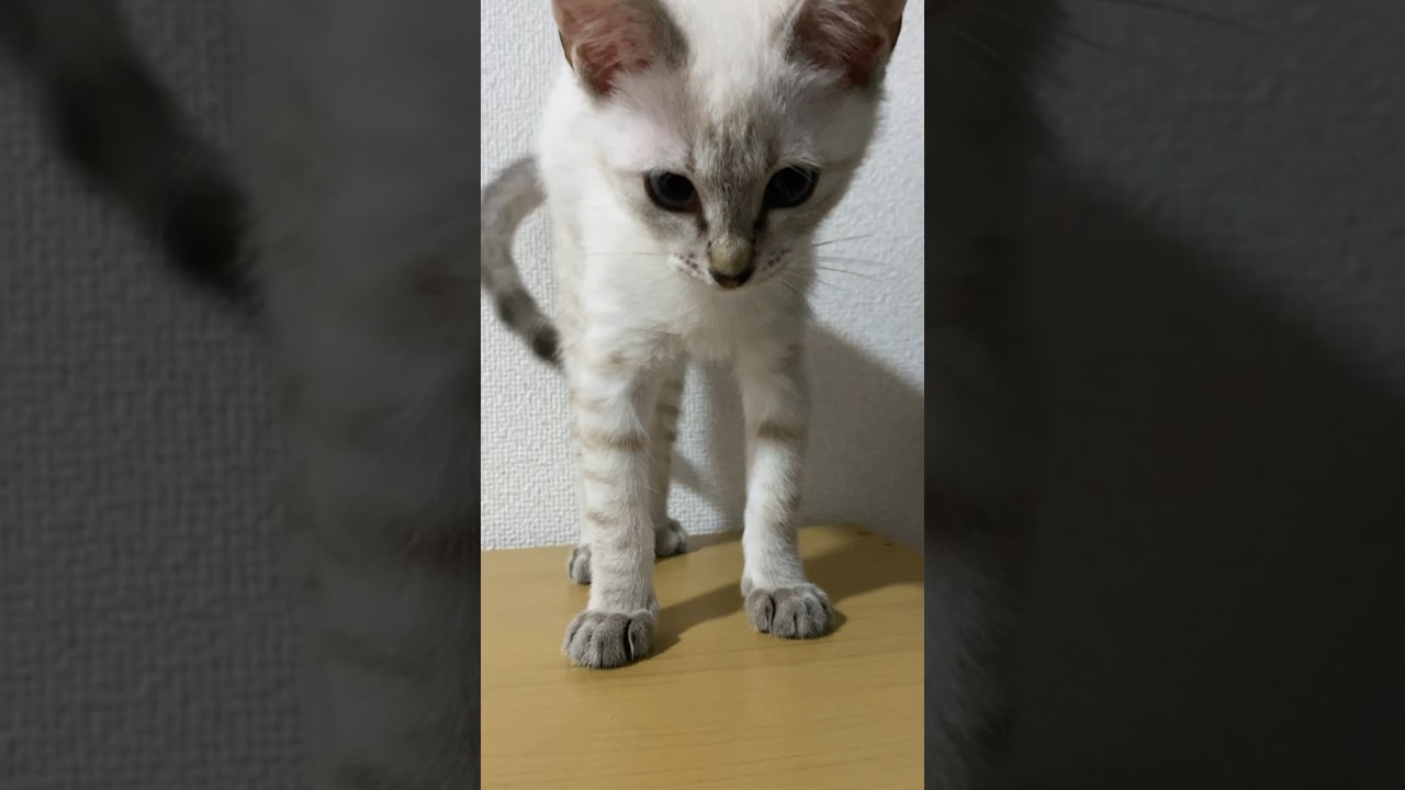 触るな！　#元保護猫　#シャムトラ　#シャムミックス　#cat #猫耳 #kitten #シャムmix  #子猫 #猫耳