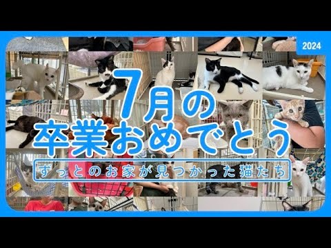 【里親さんが決まった猫たち】卒業おめでとう！2024年7月