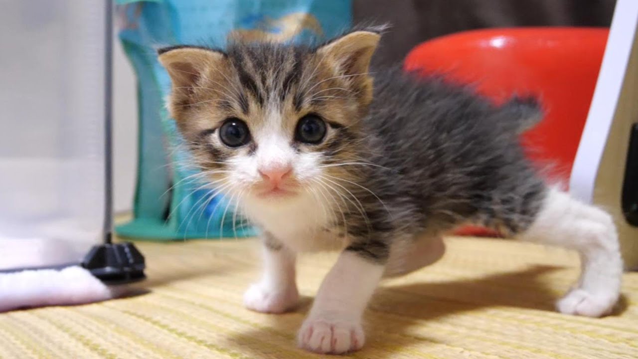 緊急事態!?子猫達が引っ越しする事になりました【赤ちゃん猫　保護猫】