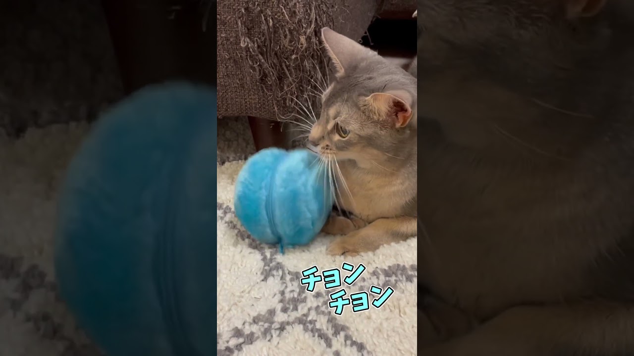 苦手なおもちゃとうちの猫さん #shorts #猫 #アビシニアン
