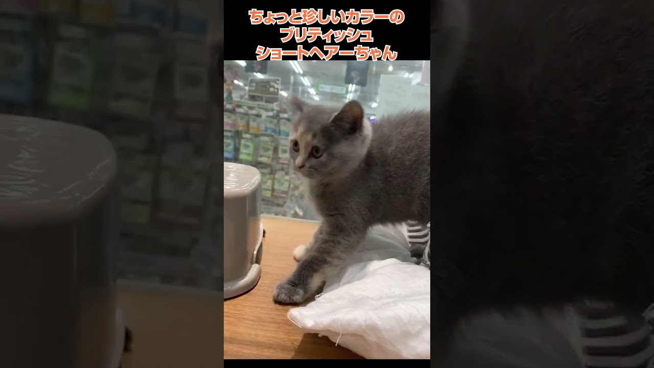 かわいい猫紹介 ちょっと珍しいカラーのブリティッシュショートヘアーちゃん😺【横浜ペットショップ ベルドック】#shorts #猫動画 #猫のいる暮らし