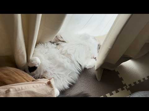 窓際のデカ猫ちゃん【ラグドールメインクーン】ある日の猫c328