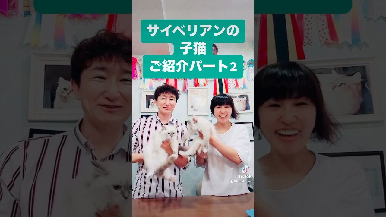 8/16 モカのフライデー❣️#サイベリアン の#子猫 ご紹介ライブ2を配信しました！本日は台風🌀イベント？！進藤ブリーダーも出演です。楽しいライブになりますので是非ご覧ください♪#ペットショップ