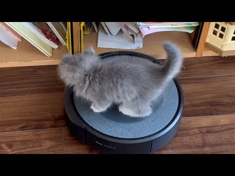 ロボット掃除機に立ち向かう子猫　サイベリアン