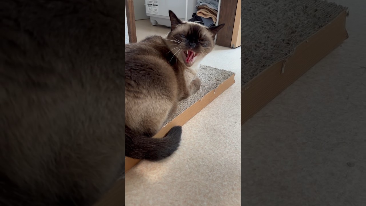 お盆のメメちゃん前編 #ねこ #catcute