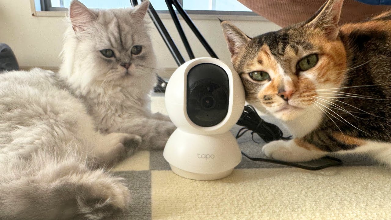 【ペルシャ猫】見守りカメラで撮影した、2匹の日常をのぞいてみた！