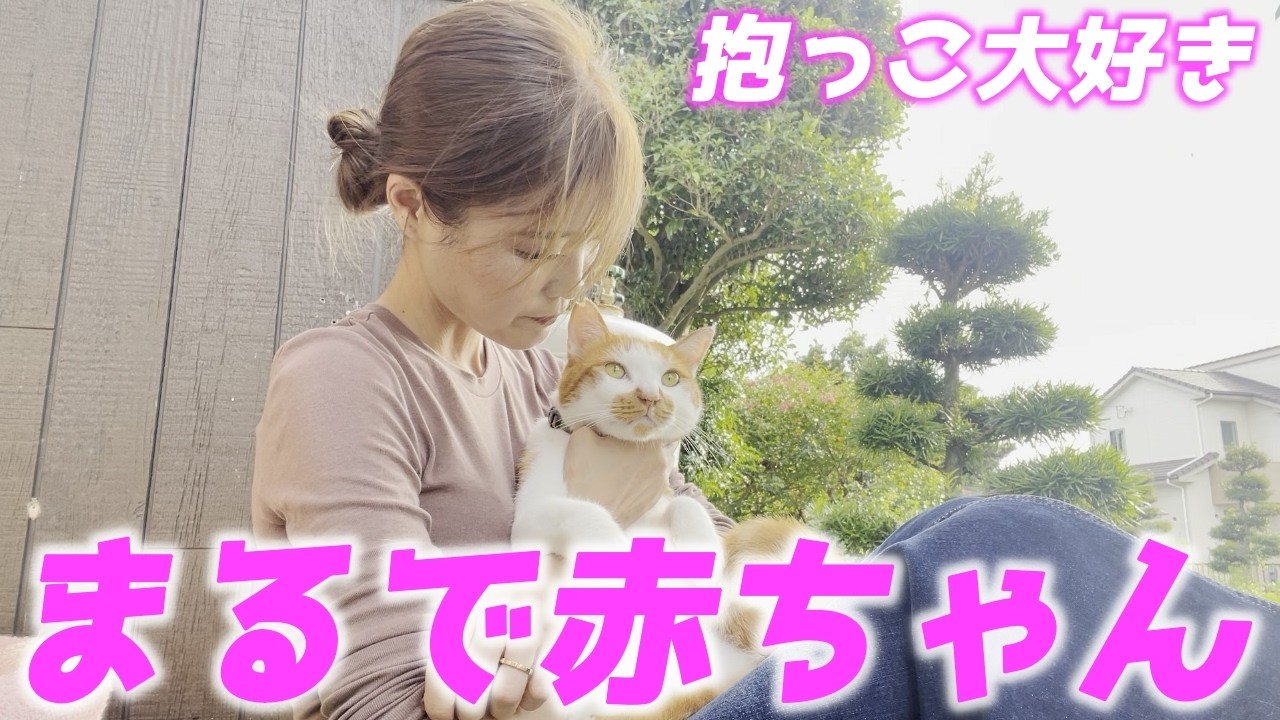抱っこすると赤ちゃん化しちゃう庭子猫君が可愛すぎました…♡[三毛母猫の子猫]