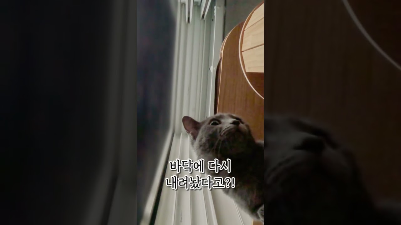 A package from the ceiling falls to the floor, #shorts #shortsvideo #catlife  #parcel #memes