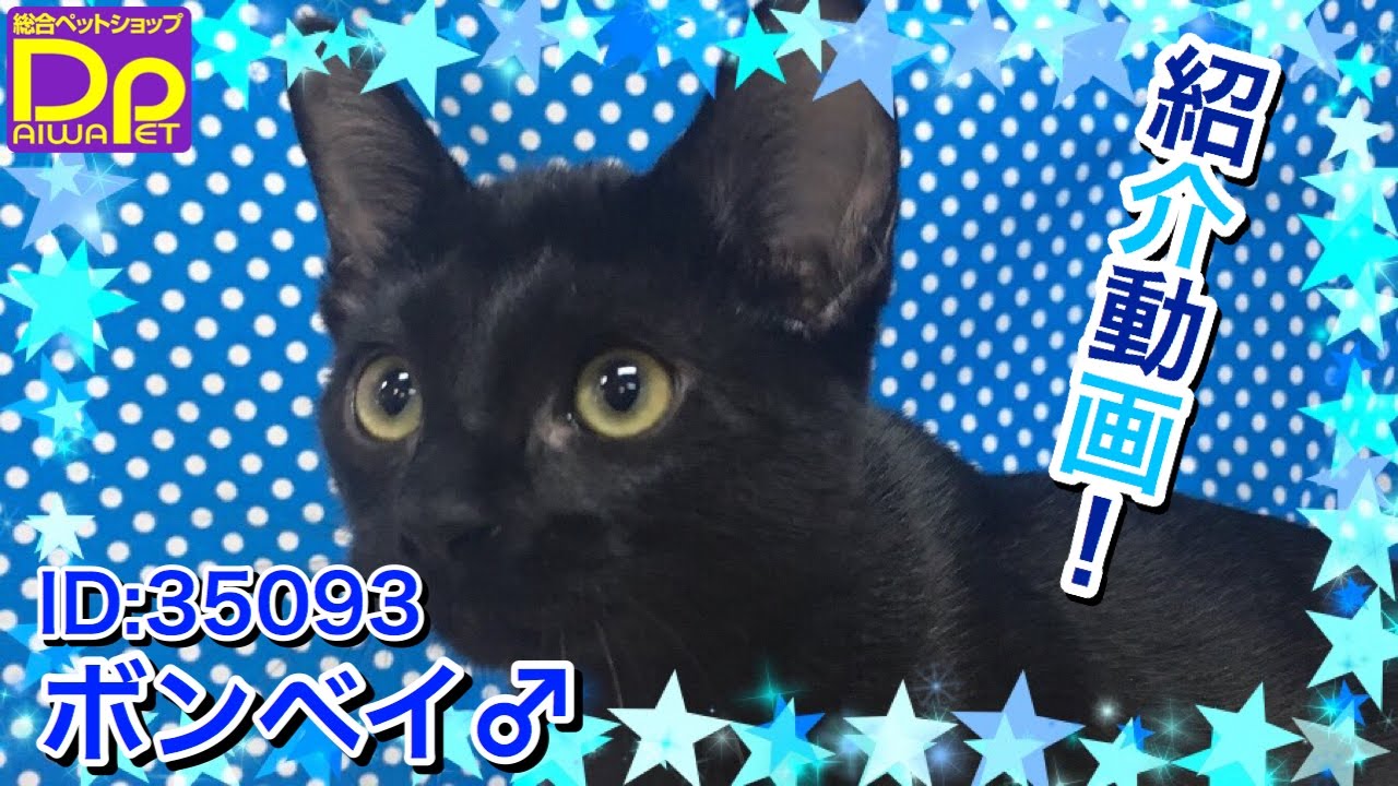 35093ボンベイ♂