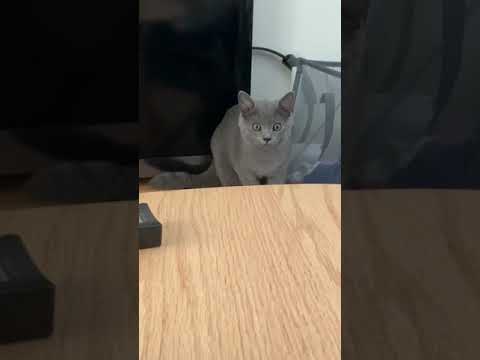 Masamune is jumping ! | British Shorthair Masamune