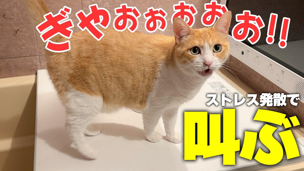 誰も見ていないお風呂場でロビンが大絶叫していました…【爆音】
