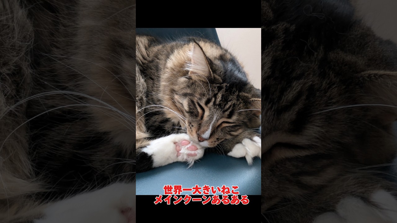 世界一大きいねこメインクーンあるある言いたい #メインクーン #あるある #もふもふ