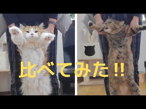 【ラガマフィンと元野良猫】比べてみた‼️　No37