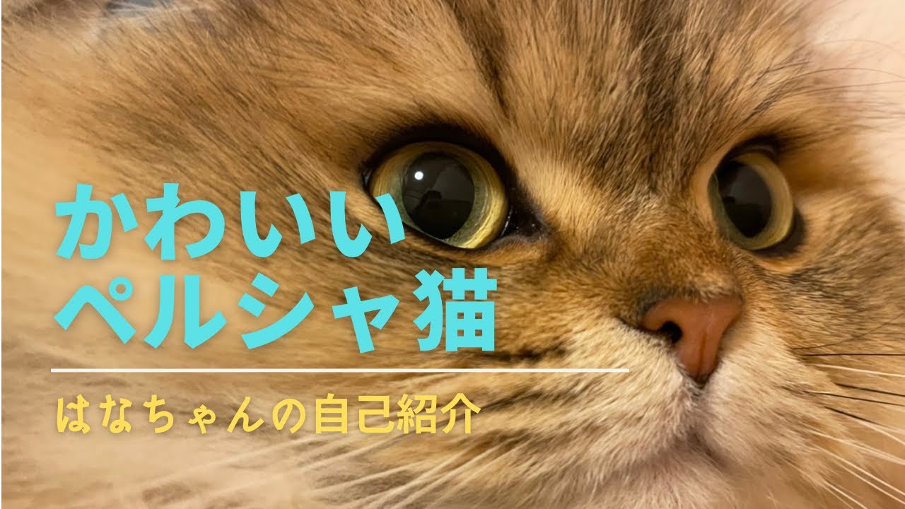 【かわいいペルシャ猫 はなちゃん♪】自己紹介