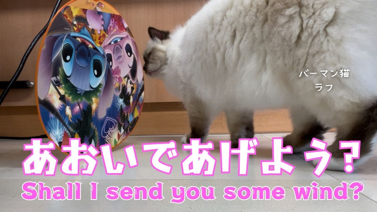 バーマン猫ウリとラフ【あおいであげよう？】Shall I send you some wind?（バーマン猫）Birman/Cat